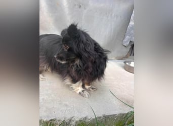 Kleine, ältere Dame sucht Sofaplatz