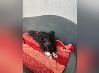 Kleine, ältere Dame sucht Sofaplatz