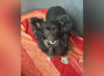 Kleine, ältere Dame sucht Sofaplatz