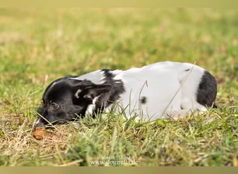 Niedliche kleine Holly
