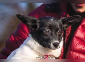 Niedliche kleine Holly