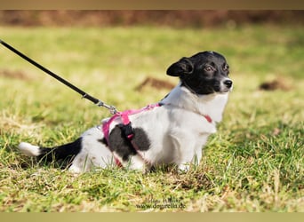 Niedliche kleine Holly