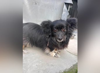 Kleine, ältere Dame sucht Sofaplatz