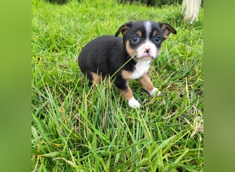 Sir - neugierig und lieb
