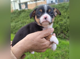 Sir - neugierig und lieb