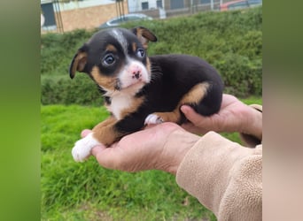 Sir - neugierig und lieb