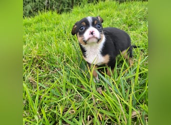 Sir - neugierig und lieb