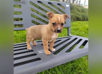 Alteza - neugierig und lieb