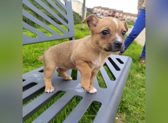 Alteza - neugierig und lieb