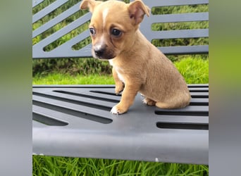 Alteza - neugierig und lieb