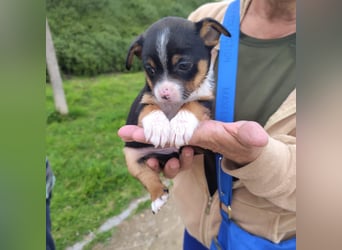 Sir - neugierig und lieb