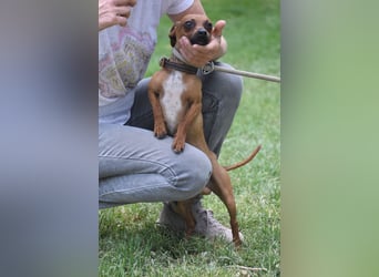 Arne