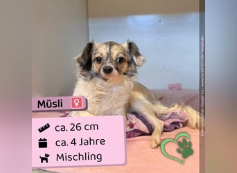 Müsli