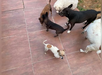 Oscar ist ein kleiner Schatz auf vier Pfoten