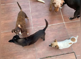 Oscar ist ein kleiner Schatz auf vier Pfoten