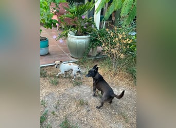 Oscar ist ein kleiner Schatz auf vier Pfoten