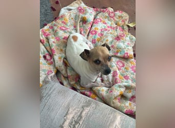 Oscar ist ein kleiner Schatz auf vier Pfoten