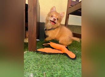 Alvin SR sucht Körbchen