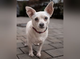 Füri - im Doppelpack mit Dobby - Tierhilfe Franken e.V.