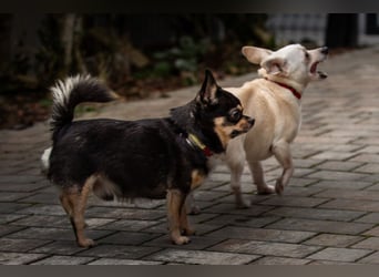 Füri - im Doppelpack mit Dobby - Tierhilfe Franken e.V.