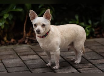 Füri - im Doppelpack mit Dobby - Tierhilfe Franken e.V.
