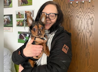 Jupi - aktives kleines Kerlchen - Tierhilfe Franken e.V.