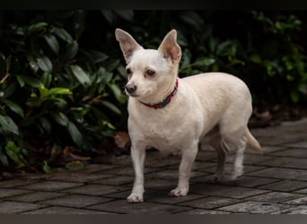 Füri - im Doppelpack mit Dobby - Tierhilfe Franken e.V.