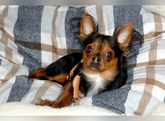 Jupi - aktives kleines Kerlchen - Tierhilfe Franken e.V.