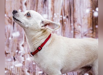 Füri - im Doppelpack mit Dobby - Tierhilfe Franken e.V.