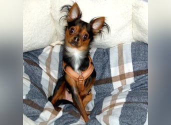 Jupi - aktives kleines Kerlchen - Tierhilfe Franken e.V.