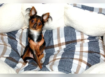 Jupi - aktives kleines Kerlchen - Tierhilfe Franken e.V.