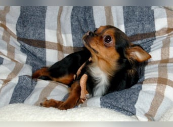 Jupi - aktives kleines Kerlchen - Tierhilfe Franken e.V.