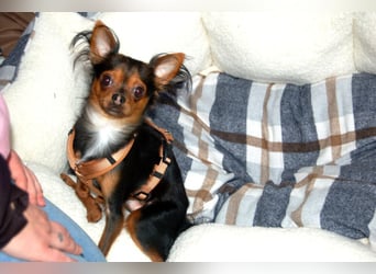 Jupi - aktives kleines Kerlchen - Tierhilfe Franken e.V.