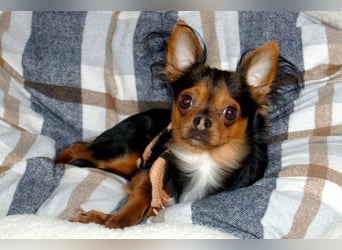 Jupi - aktives kleines Kerlchen - Tierhilfe Franken e.V.