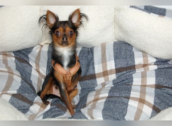 Jupi - aktives kleines Kerlchen - Tierhilfe Franken e.V.