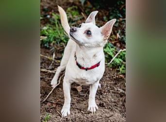 Füri - im Doppelpack mit Dobby - Tierhilfe Franken e.V.