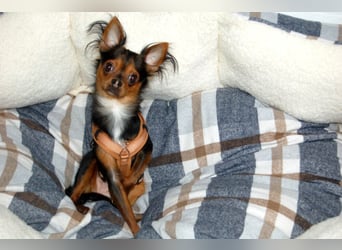 Jupi - aktives kleines Kerlchen - Tierhilfe Franken e.V.