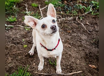 Füri - im Doppelpack mit Dobby - Tierhilfe Franken e.V.