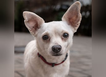 Füri - im Doppelpack mit Dobby - Tierhilfe Franken e.V.