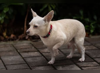 Füri - im Doppelpack mit Dobby - Tierhilfe Franken e.V.