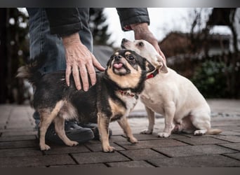 Füri - im Doppelpack mit Dobby - Tierhilfe Franken e.V.