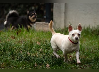 Füri - im Doppelpack mit Dobby - Tierhilfe Franken e.V.