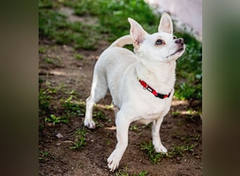 Füri - im Doppelpack mit Dobby - Tierhilfe Franken e.V.