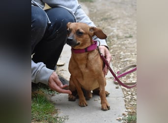 Kleiner Hund sucht großes Herz  Moon, geboren 26.08.2021