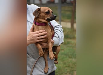  Kleiner Hund sucht großes Herz  Moon, geboren 26.08.2021