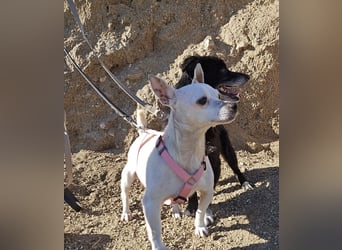 Mimma: kleine Maus sucht Kuschelplatz