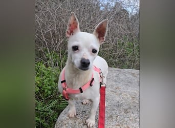 Mimma: kleine Maus sucht Kuschelplatz