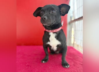 (R) ❤️ kleiner Herzensbrecher HOPI - 1,5 Jahre, 25cm/5,5kg - Mischling