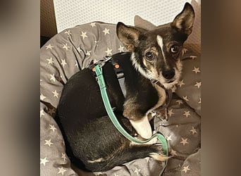 kleine Herzensbrecherin SAMI - 5 Jahre, 25cm - Chihuahua-Mix