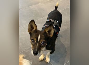 kleine Herzensbrecherin SAMI - 5 Jahre, 25cm - Chihuahua-Mix